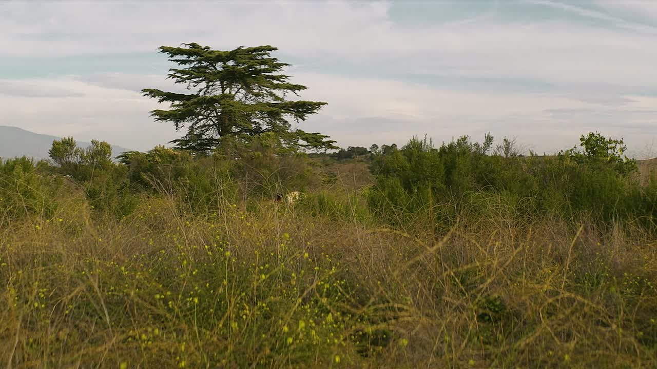 Red Plague 2025 1080p WEBRip x264 AAC-[YTS BZ]