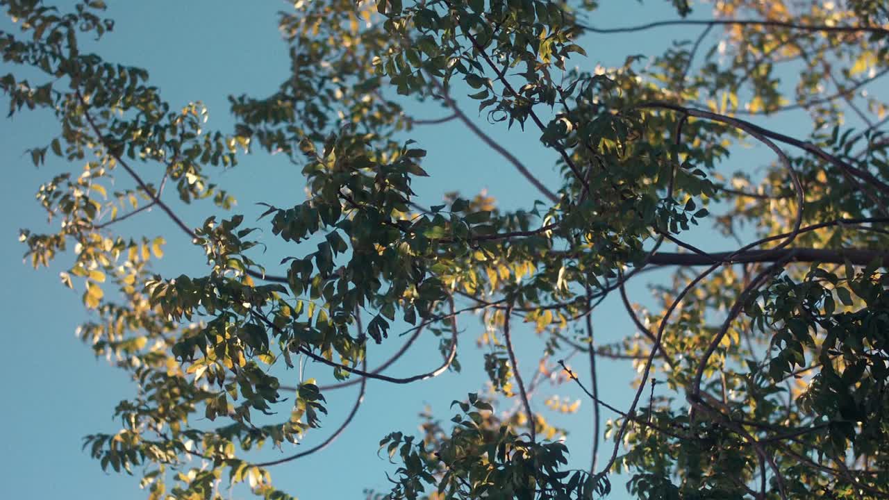 Olmo 2025 1080p WEBRip