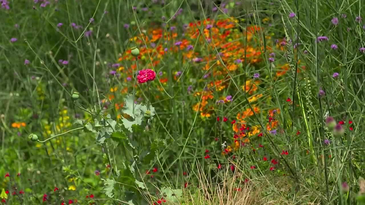 Landscape Artist Of The Year S11E02 St Jamess Park 1080p NOW WEB-DL DDP5 1 H