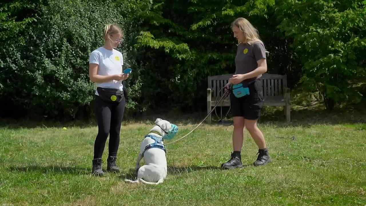 ⁣pete wicks for dogs sake s03e02 720p web h264-skyfir