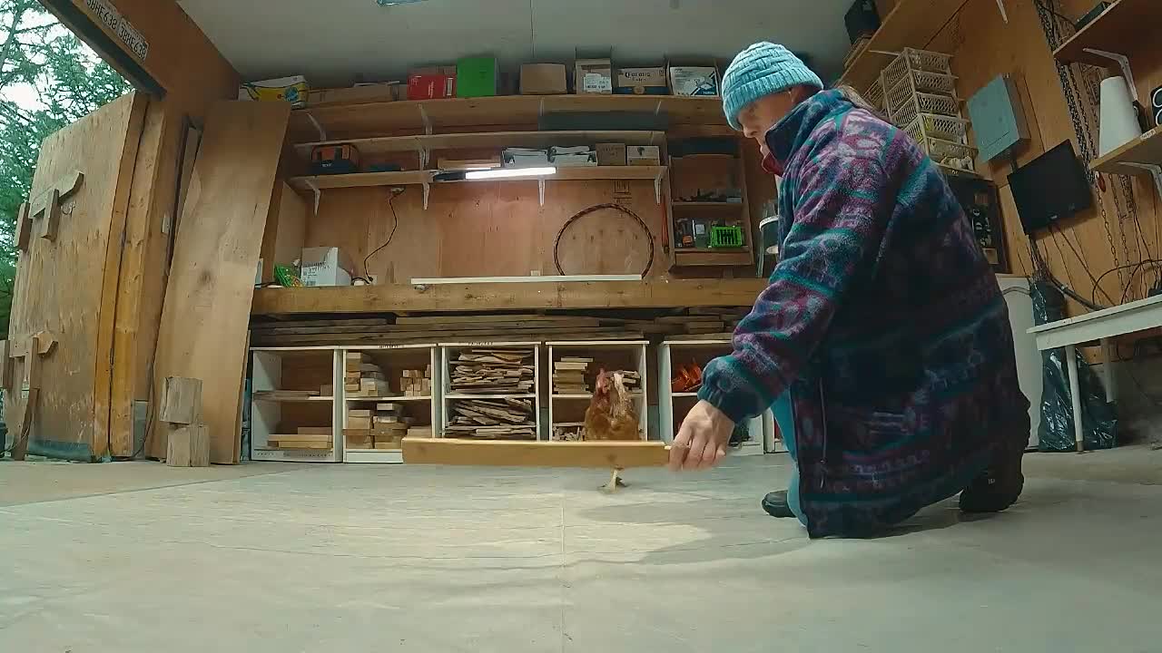 MixDrop - Watch The Nature of Things S65E08 CLUCK Chickens Exposed FHD AVC AA