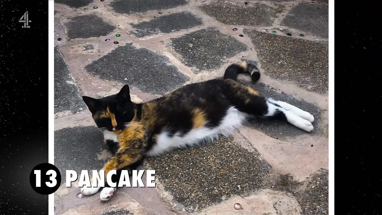 David Baddiel Cat Man S01E03 1080p HDTV H264-DARKFLiX