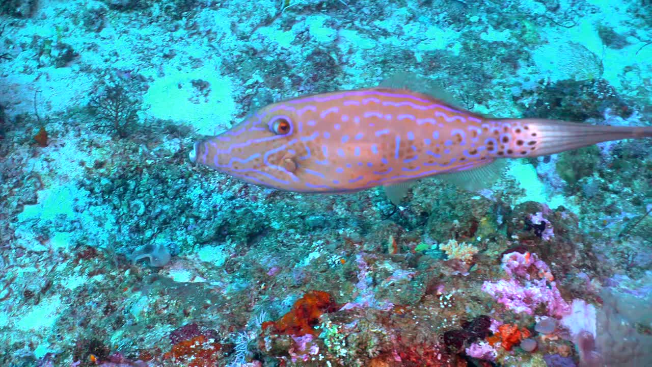 ⁣Below Deck Down Under S04E01 1080p WEB h264-EDITH