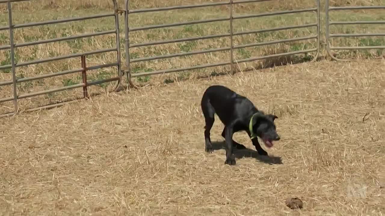 ⁣Watch Muster Dogs S04E01 1080p subs mp4