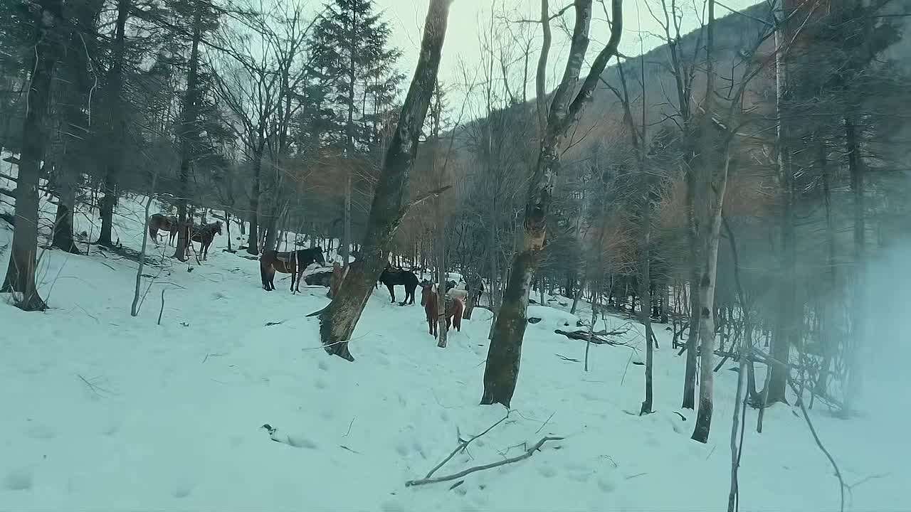 Survival 2025 1080p Chinese WEB-DL HC HEVC x265 5.1 BONE