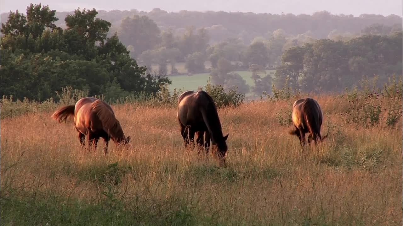 ⁣Mysteries at the Monument S02E01 -Lucy the Elephant, Capitol Bomber, Hitler in Hollywood