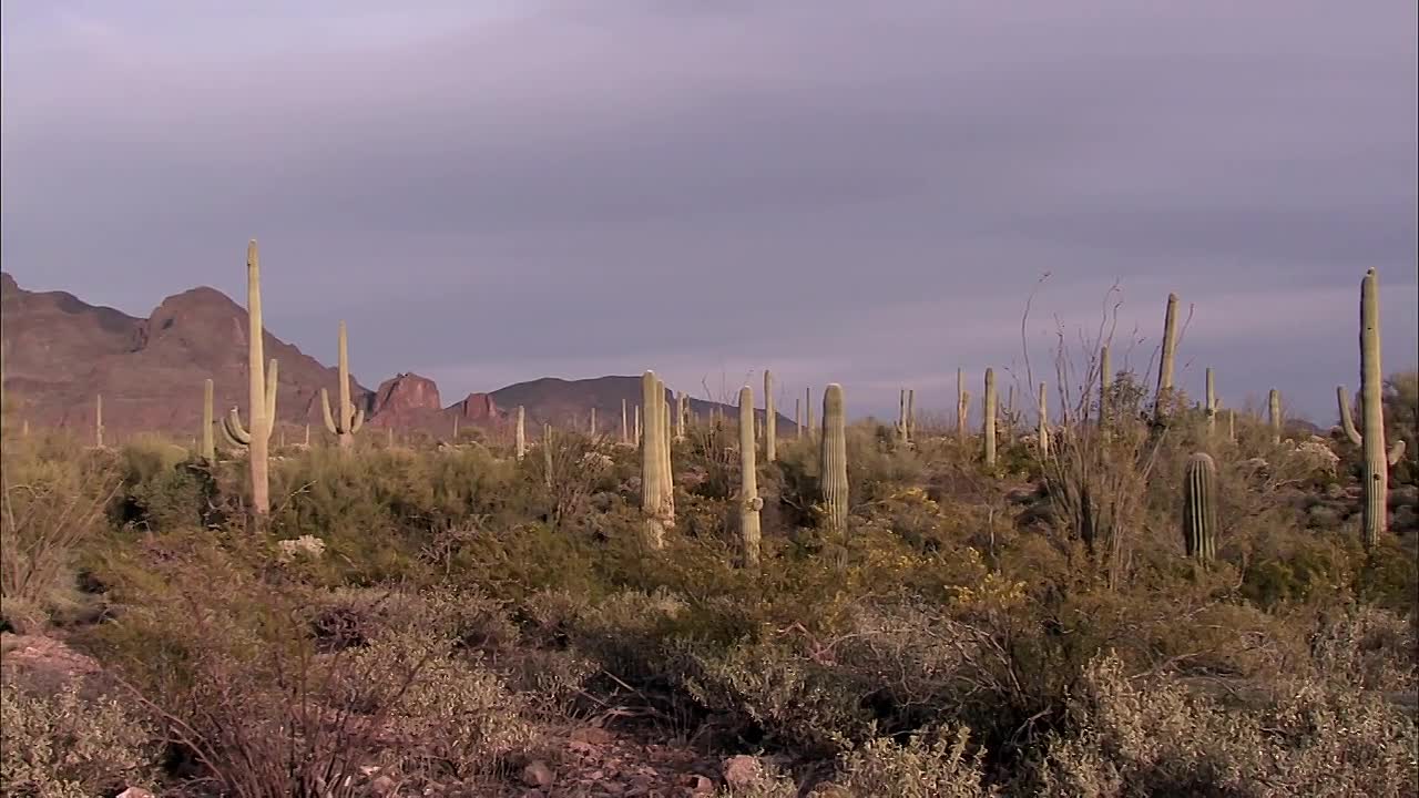 Mysteries at the Monument S02E02 -St. Urho, Mystery Castle- Bat Bombs