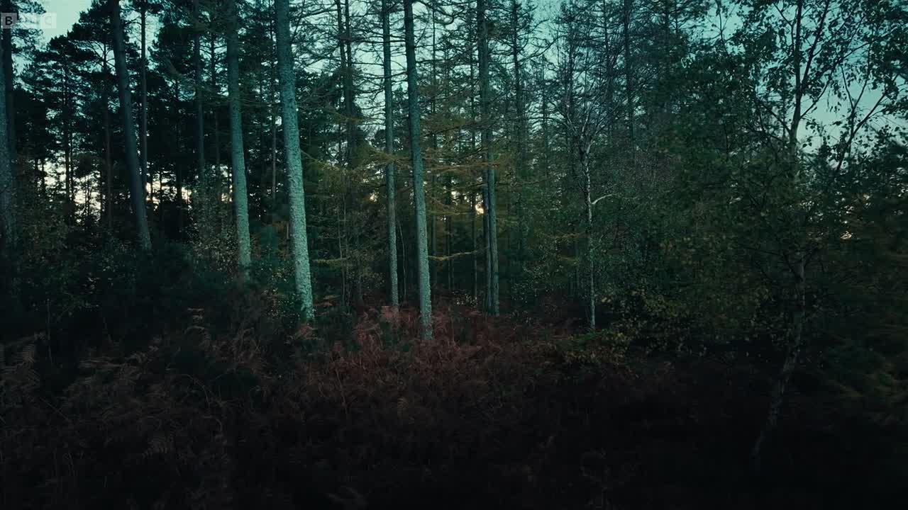 Murder Case The Hunt for Arlene Frasers Killer S01E01 1080p WEBRip x264-CBFM