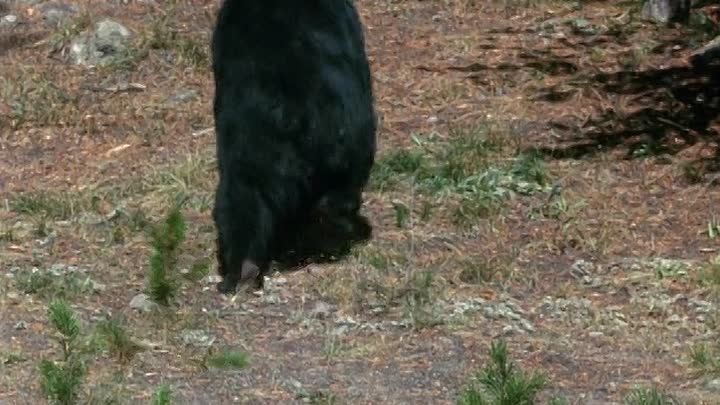 ⁣Yellowstone Cubs 1963 480p DVDRip x264 AAC-[YTS BZ]