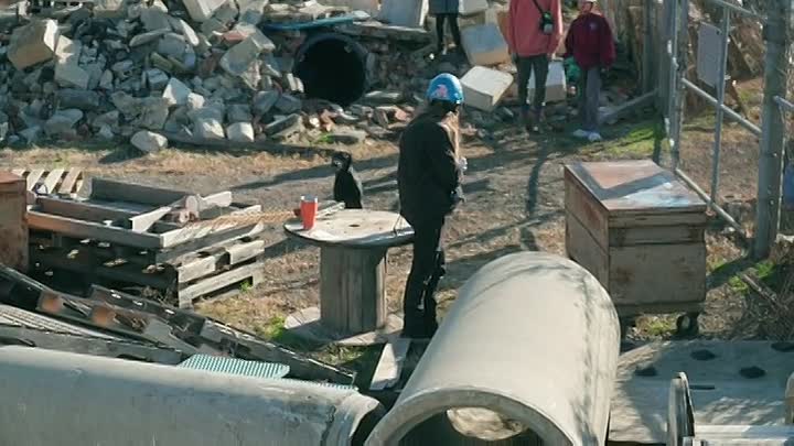 ⁣Nova S53E03 -Can Dogs Talk?