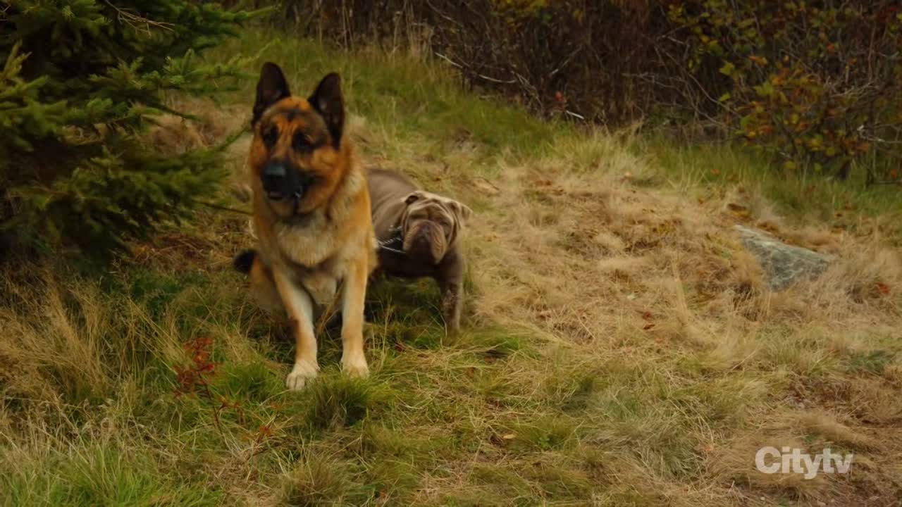 ⁣Hudson and Rex S09E01 720p HEVC