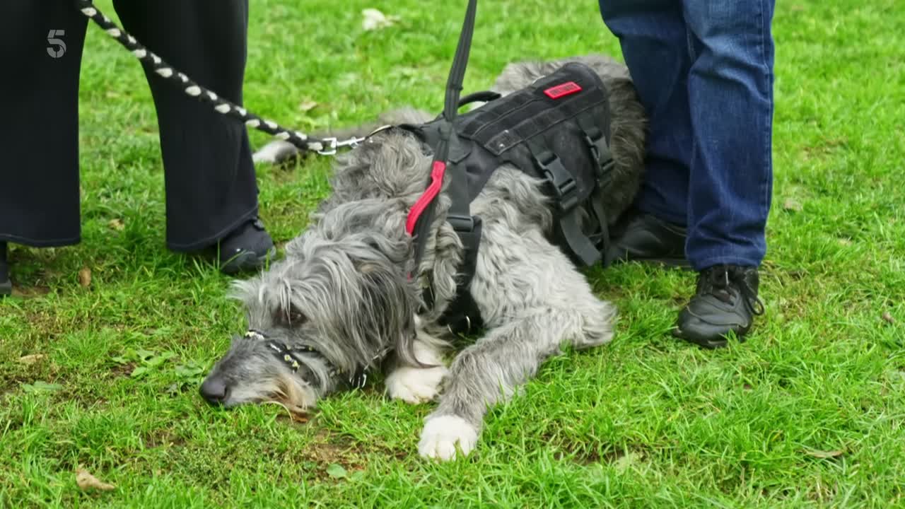 Dogs Behaving Badly S08E05 1080p AV1 10bit-MeGusta