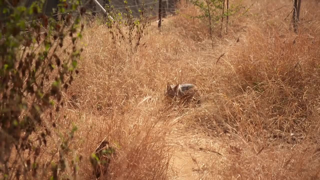 Work On The Wild Side S02E05 720p WEB H264-JFF