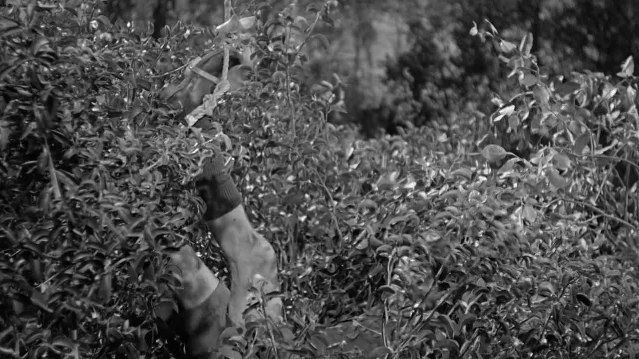 ⁣I Love You Again 1940 1080p BluRay x264 AAC-[YTS BZ]