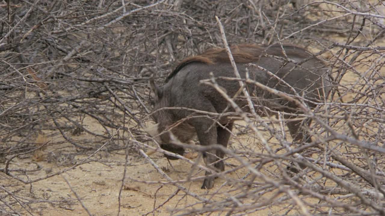 ⁣Red Scorpion 1988 1080p BluRay x264-[YTS AM]