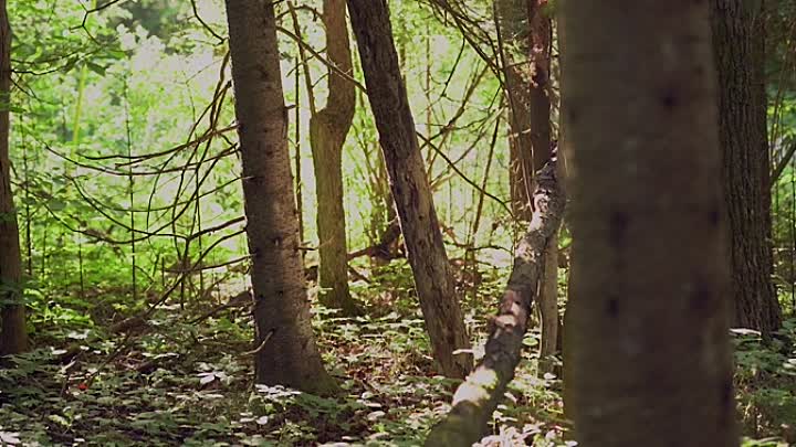 West Michigan 2021 HDRip XviD AC3-EVO