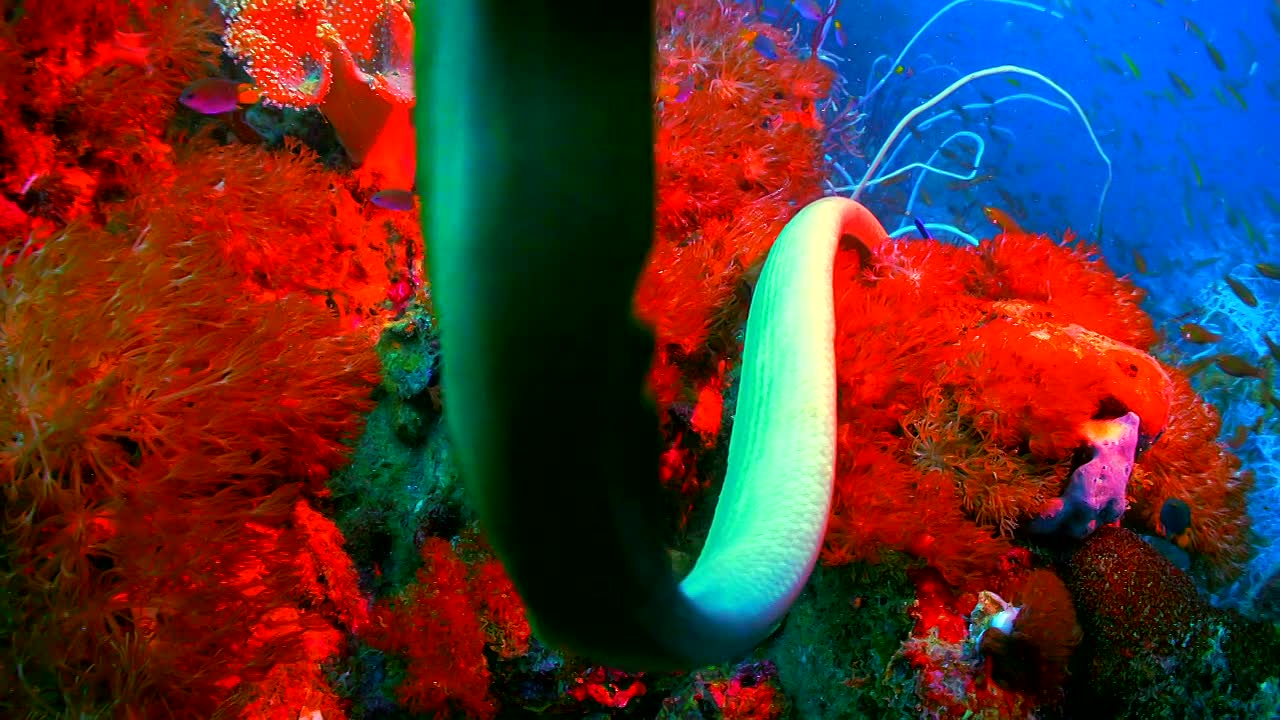 ⁣Below Deck Down Under S04E02 720p WEB H264-JFF