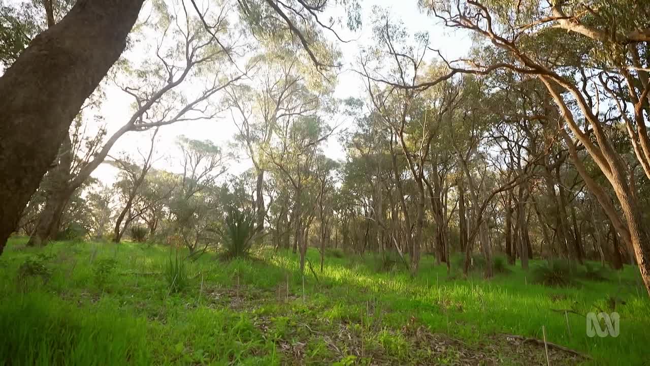 Gardening Australia S37E01 1080p WEB-DL AAC2 0 H 264-WH - DoodStream