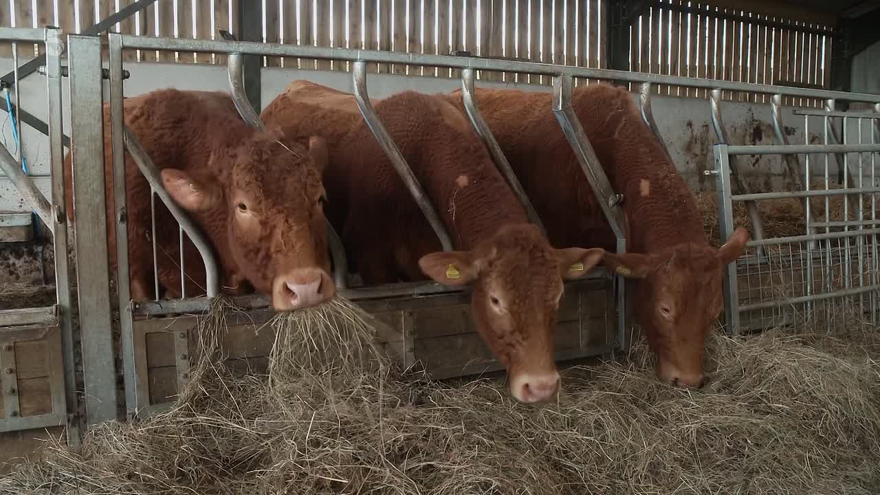 The Yorkshire Vet S22E01 1080p HDTV H264-DARKFLiX