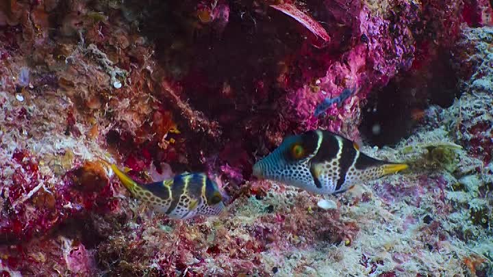 ⁣Puff Wonders of the Reef 2021 FRENCH HDRip XviD-EXTREME