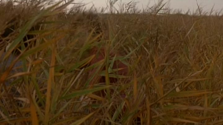 La Mécanique Des Femmes French Dvdrip DivX