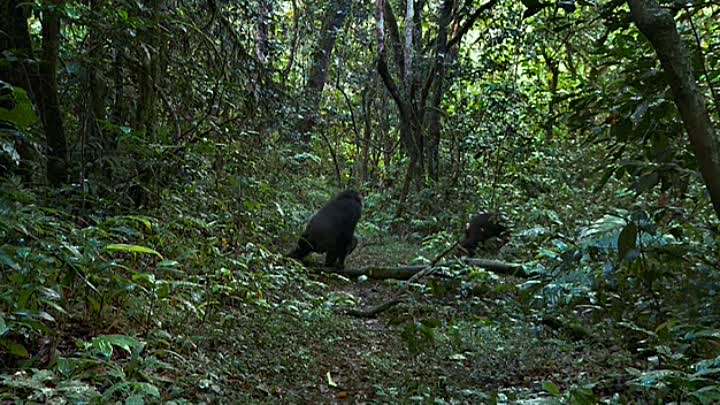 Chimpanzee 2012 FRENCH DOCU DVDRIP XviD-FUZION