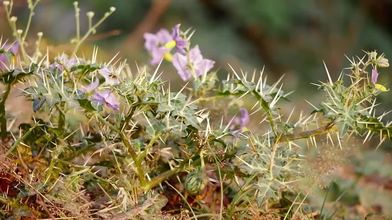 Transforming Israel's Desert_ Innovative Agriculture