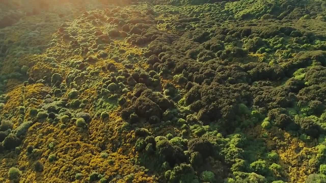 Man Spends 30 Years Turning Degraded Land into Massive Forest