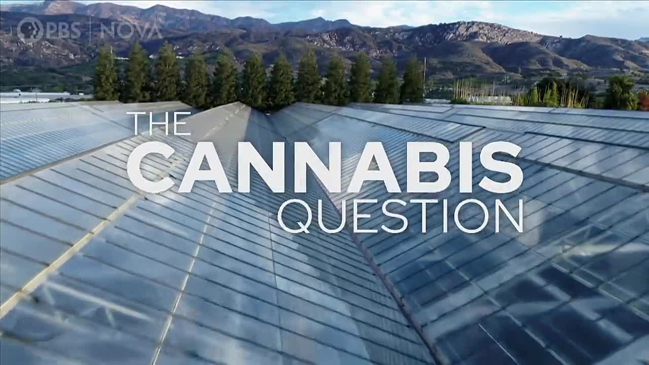 ⁣The Cannabis Question