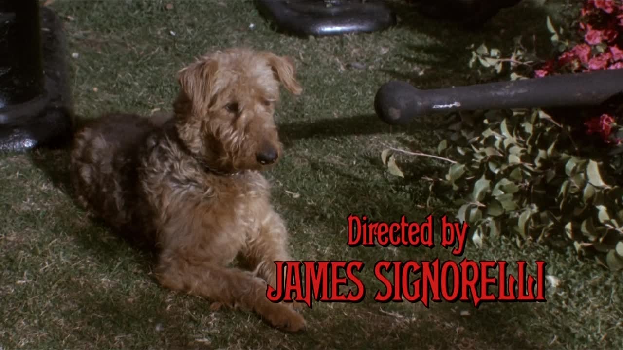 ⁣Elvira Mistress Of The Dark 1988 1080p BluRay x264-[YTS AM]