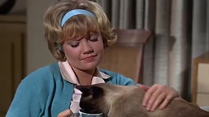 ⁣That Darn Cat -1965