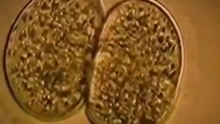 Sex. A Horizon Guide BBC Full Documentary 2013