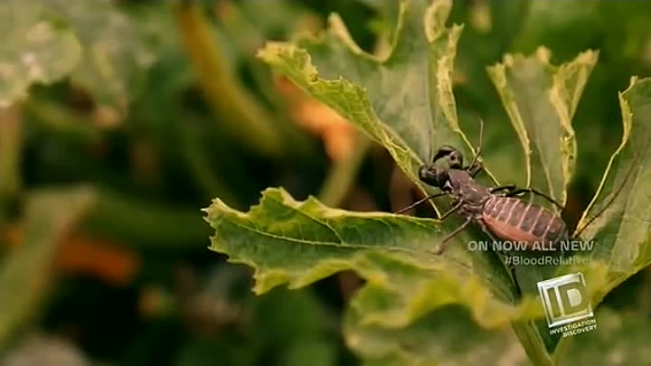 Home Sweet Homicide-