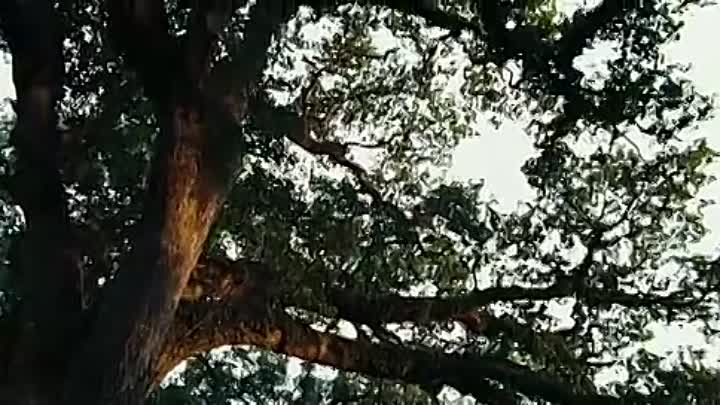 ⁣Le Piege Americain LiMiTED FRENCH DVDRiP XViD-STS