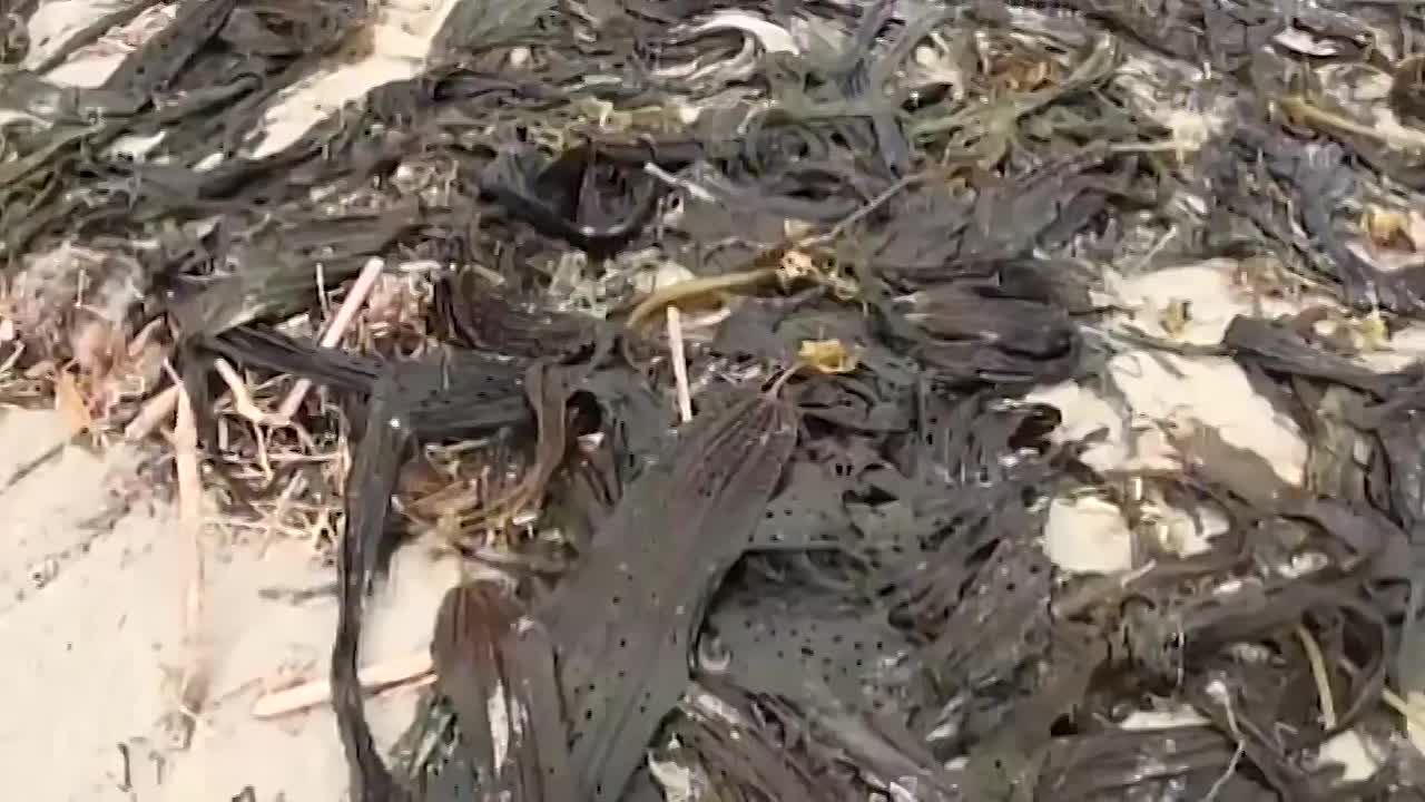 Dictatorship, Paranoia, Famine -Welcome to North Korea!