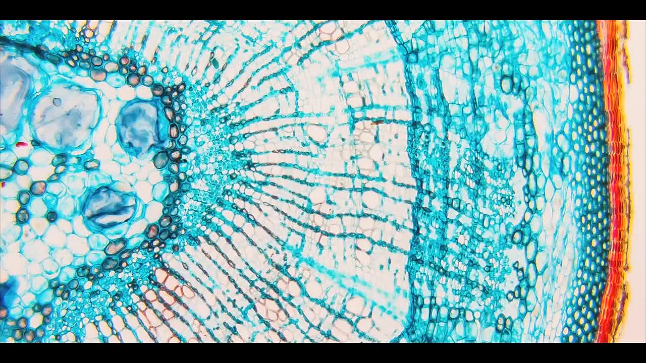 The Earthing Movie_ The Remarkable Science of Grounding