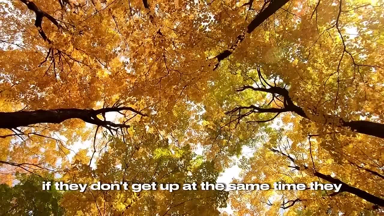 Dealing With Stress - Jordan Peterson