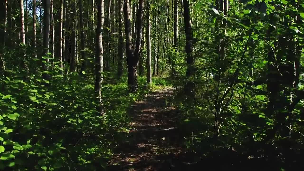 ⁣In Search of Walt Whitman Part 1 -The Early Years (1819-1860)