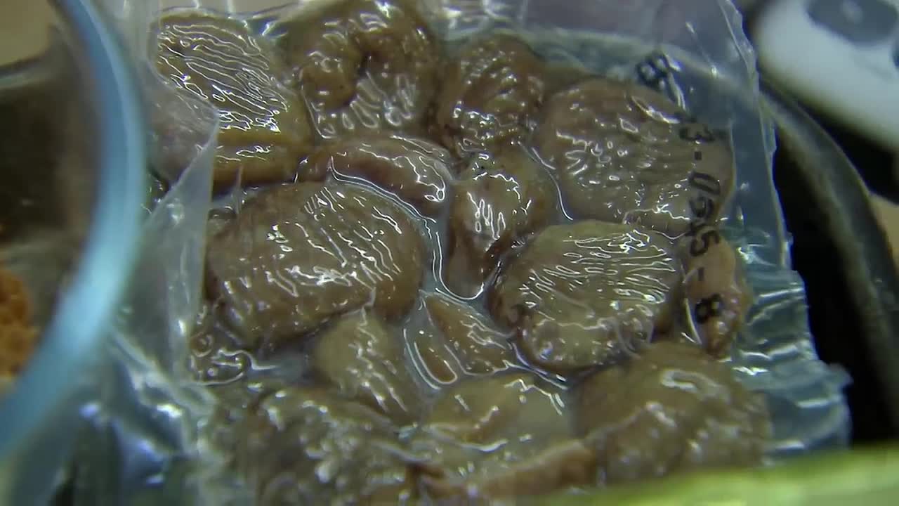 Who will be the New Head Chef of The Giplin -Chef for Hire