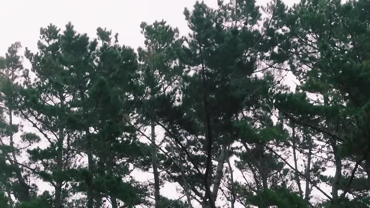 The Bad Seed S01E05 Crime Series Based On Chartlotte Grimshaw Novels _ Real Drama