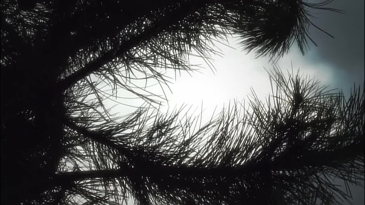 Nightmare in Suburbia -The Judas Sisters