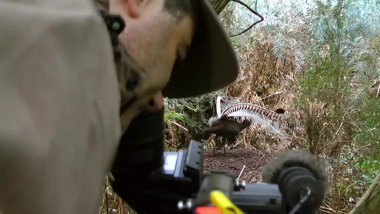 Wild animal encounters caught on camera!