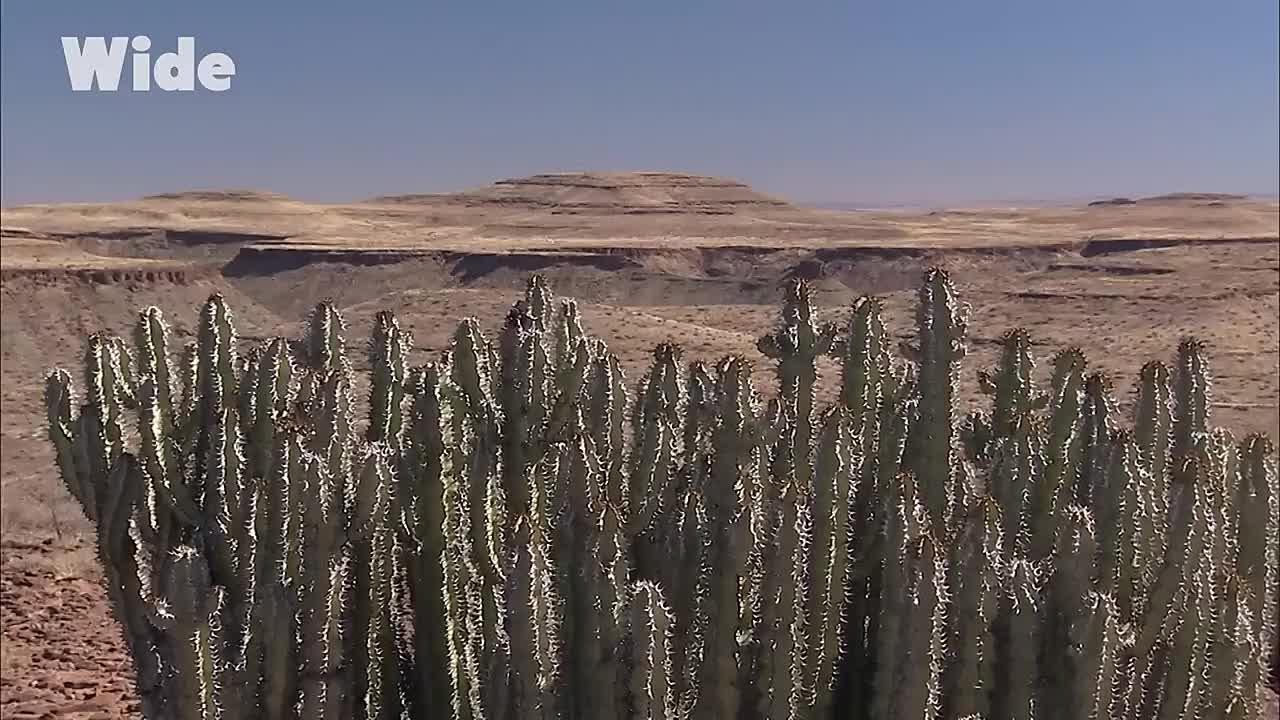 ⁣The Bushmen of South Africa