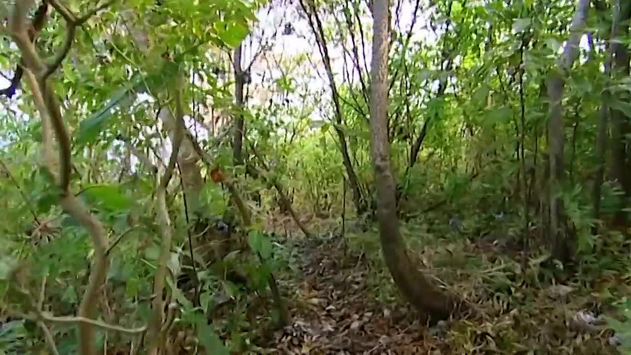 The Real Swiss Family Robinson -The Busby Family