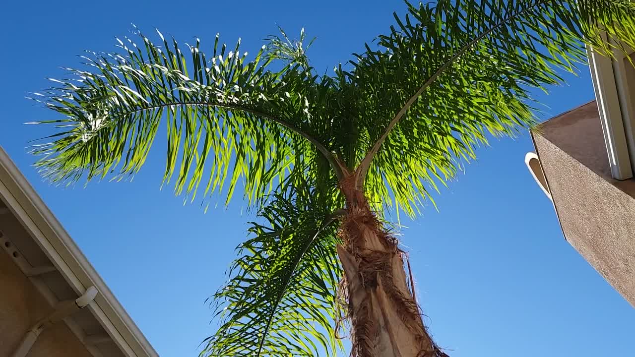 A Bengal For Christmas 2023 1080p WEBRip x264 AAC-