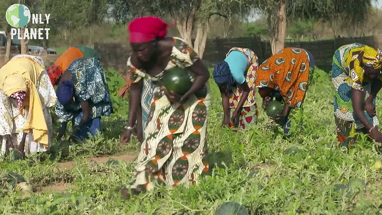 ⁣Senegal_ building a Green Wall for Africa