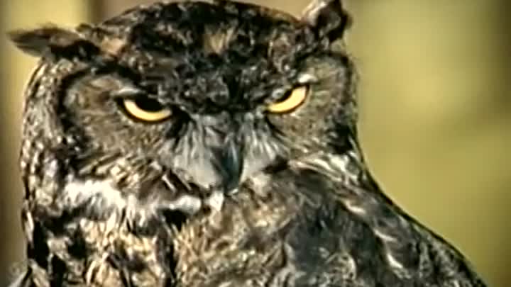 The Magician's House S01E08 (1999)