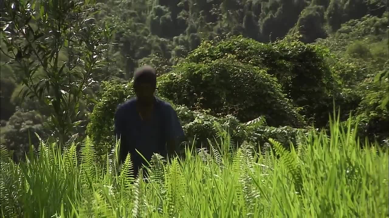 Jamaica, a Paradise of Natural Beauty and Adventure