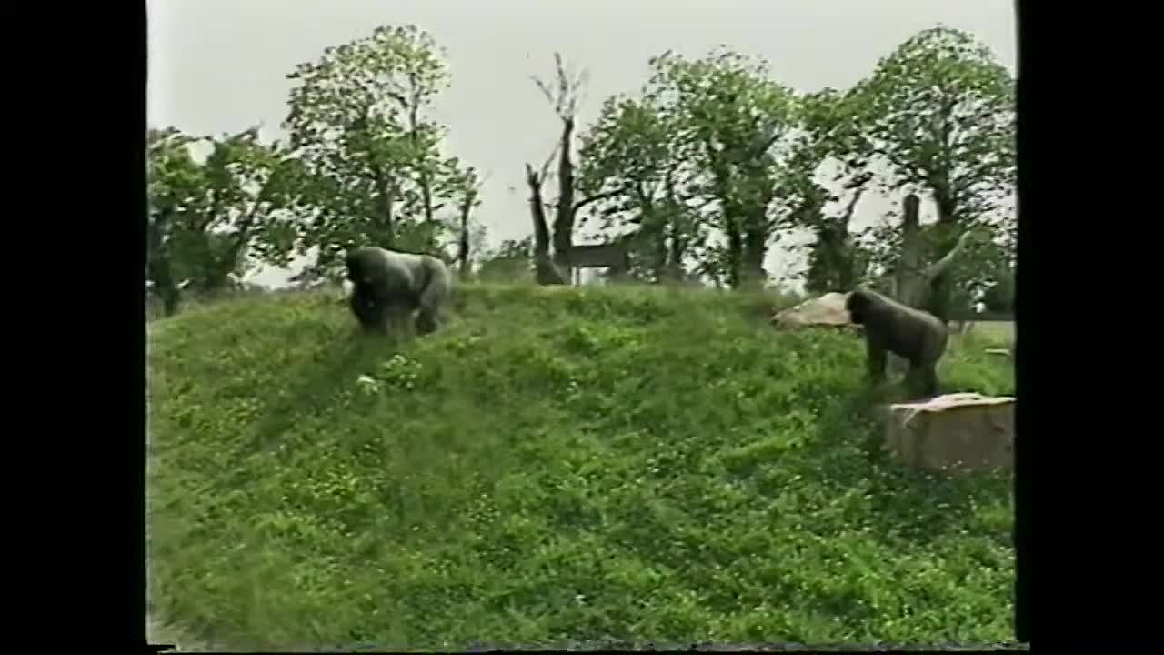 This Is Jersey (1994)