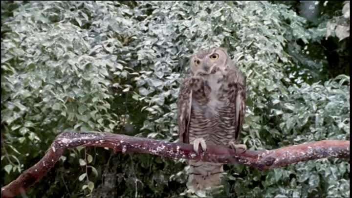 The Magician's House S01E04 (1999)